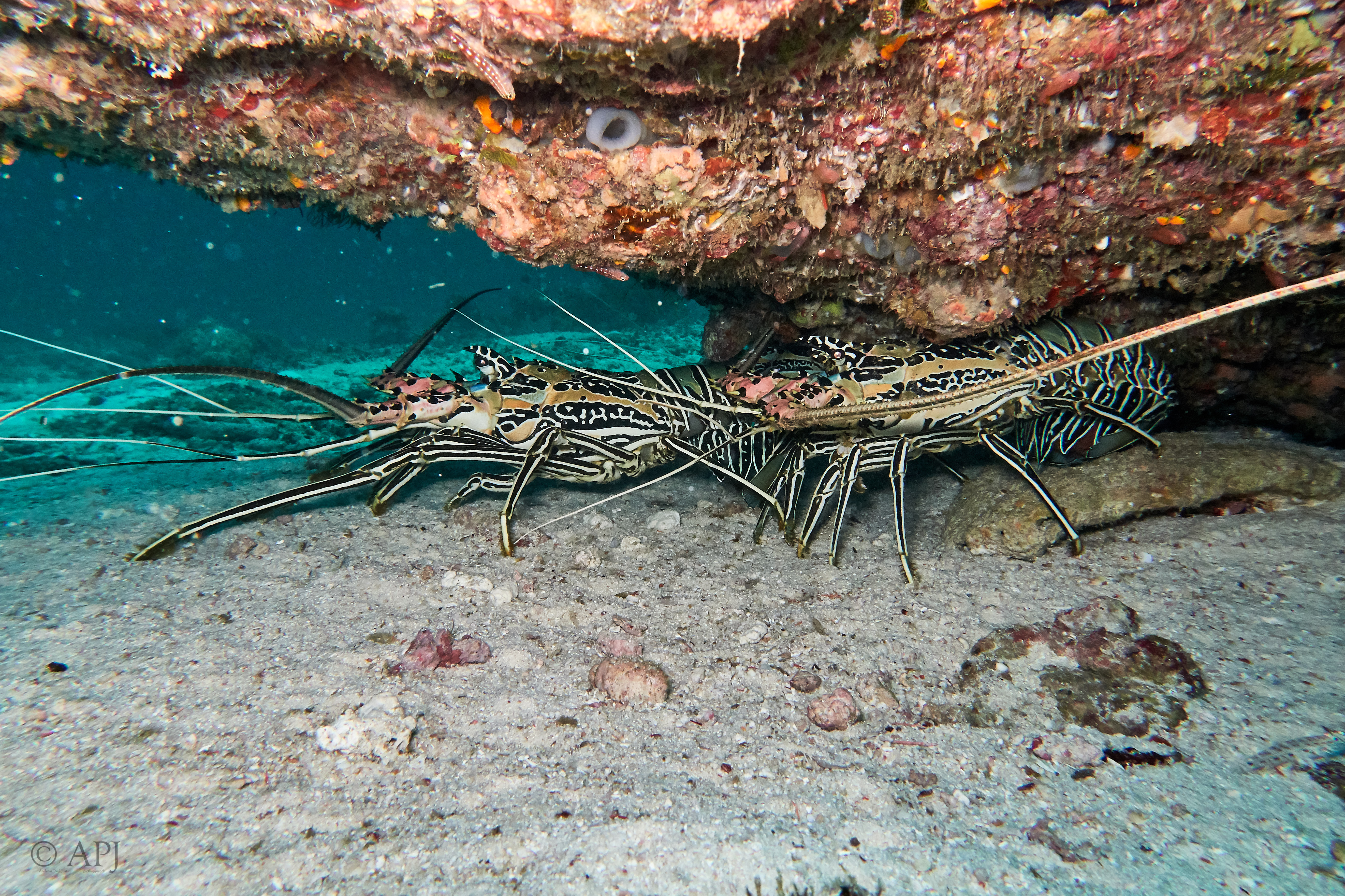 000940 16 08 17  Canon PowerShot G7 X Mark II   Malediven2017